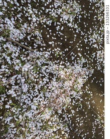 桜の花びらが散った地面 133266331