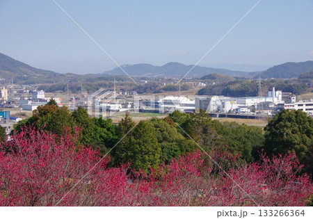 兵庫県南あわじ市　広田梅林ふれあい公園から三熊山方面を望む 133266364