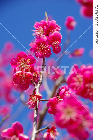 兵庫県南あわじ市 広田梅林ふれあい公園に咲くオオサカズキ 兵庫県南あわじ市 広田梅林ふれあい公園に咲くオオサカズキ 133266371