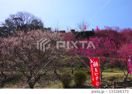 兵庫県南あわじ市　広田梅林ふれあい公園 133266373