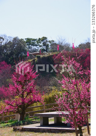 兵庫県南あわじ市　広田梅林ふれあい公園 133266376