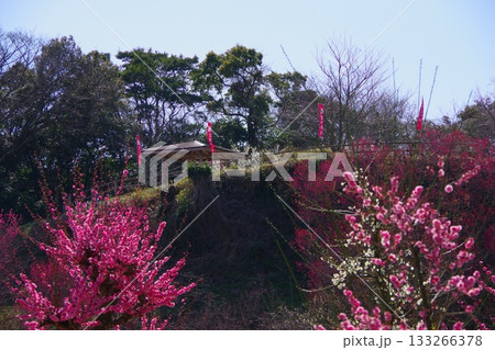 兵庫県南あわじ市　広田梅林ふれあい公園 133266378