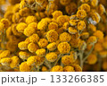Dried tansy flowers macro close-up in natural light 133266385