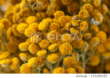 Dried tansy flowers macro close-up in natural light 133266385