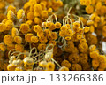 Dried tansy flowers macro close-up in natural light 133266386