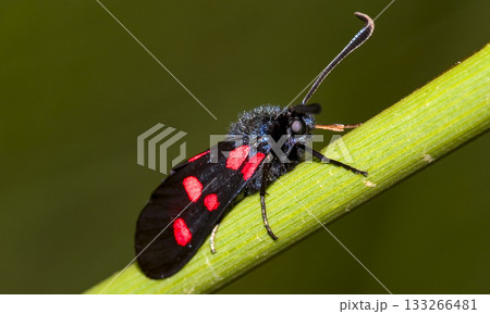 Zygaena, Sierra de Guadarrama National Park, Spain, 133266481
