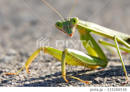 カメラを見つめるカマキリ 133266536