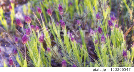 Lavander, Wild Flower, Sierra de Guadarrama National Park, Spain Lavander, Wild Flower, Sierra de Guadarrama National Park, Spain 133266547