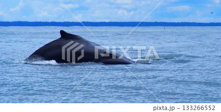 Humpback Whale, Marino Ballena National Park Humpback Whale, Marino Ballena National Park 133266552