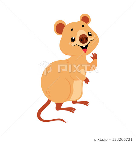 Cute Quokka Animal with Pretty Snout and Tail Vector Illustration 133266721