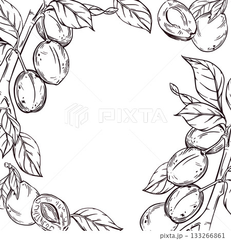 Vector frame of plums on a branch with leaves, halves of plums with seeds. All objects are hand-drawn in ink. The illustration is perfect for printing on the packaging of products for the kitchen. Vector frame of plums on a branch with leaves, halves of plums with seeds. All objects are hand-drawn in ink. The illustration is perfect for printing on the packaging of products for the kitchen. 133266861