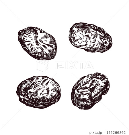 Prunes, a set of prune vector illustrations, all objects are hand-drawn in ink and translated into vector. Vector illustration is beautiful for printing on food packaging, cosmetics, kitchen textiles. Prunes, a set of prune vector illustrations, all objects are hand-drawn in ink and translated into vector. Vector illustration is beautiful for printing on food packaging, cosmetics, kitchen textiles. 133266862