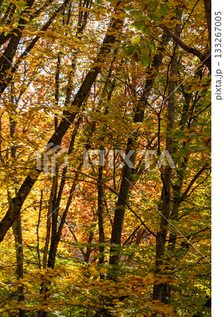 Autumn forest leaves, vibrant golden yellow and green foliage with sunlight creating a warm glow Autumn forest leaves, vibrant golden yellow and green foliage with sunlight creating a warm glow 133267005