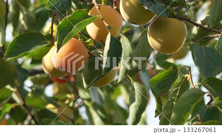 Persimmon Fruits Tree: Ripening orange persimmon fruits grow on sun-drenched branches in an autumn orchard scene. 133267061