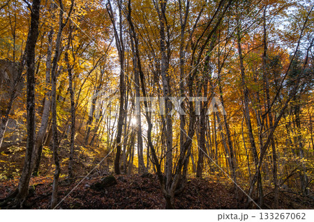 Autumn forest sunlight illuminates golden trees in a vibrant natural woods scene 133267062