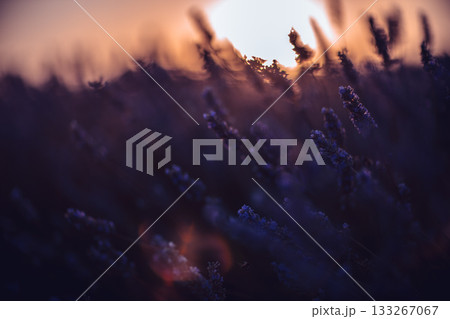 Lavender sunset field, dreamy evening light over blooming plants, evoking tranquility and natural beauty with soft bokeh. 133267067