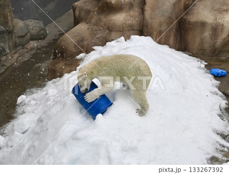 雪の上のドラム缶で遊ぶ、動物園のシロクマ 133267392