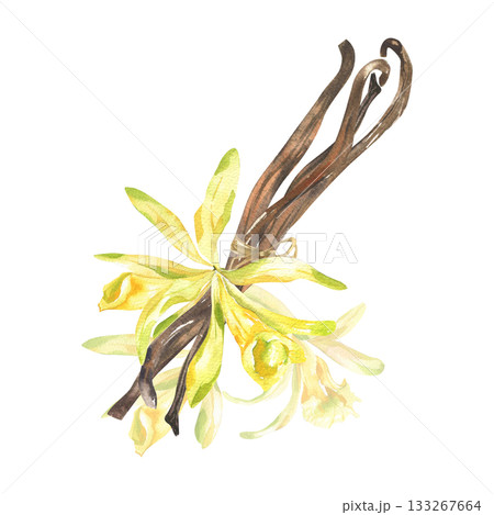 Vanilla flower, dried beans watercolor illustration. Hand drawn isolated aromatic bakery herb, orchid floral element, exotic tropical floral clipart for poster, packing, card design Vanilla flower, dried beans watercolor illustration. Hand drawn isolated aromatic bakery herb, orchid floral element, exotic tropical floral clipart for poster, packing, card design 133267664