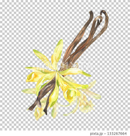 Vanilla flower, dried beans watercolor illustration. Hand drawn isolated aromatic bakery herb, orchid floral element, exotic tropical floral clipart for poster, packing, card design Vanilla flower, dried beans watercolor illustration. Hand drawn isolated aromatic bakery herb, orchid floral element, exotic tropical floral clipart for poster, packing, card design 133267664