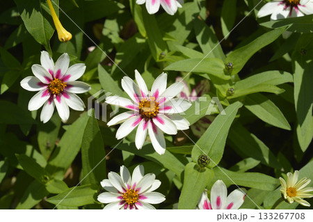 Zinnia Zahara starlight rose 133267708