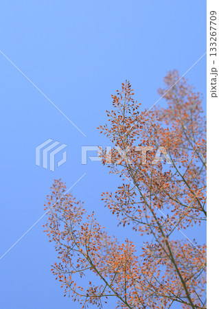 Plume poppy Plume poppy 133267709