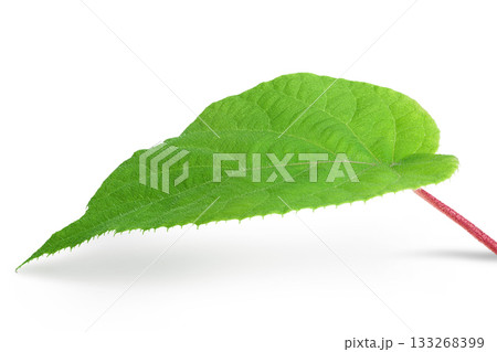 kiwi fruit leaf isolated on white background 133268399