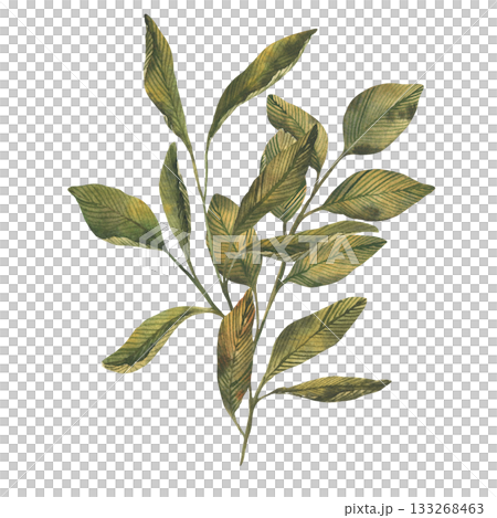 Hand drawn botanical leaves branch. watercolor foliage with green leaves. Vintage watercolor style with earthy tones. Wallpaper, textile, packaging, branding card, design, arts Hand drawn botanical leaves branch. watercolor foliage with green leaves. Vintage watercolor style with earthy tones. Wallpaper, textile, packaging, branding card, design, arts 133268463