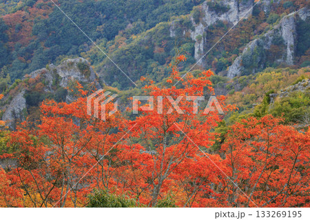 小豆島 寒霞渓 紅葉 小豆島 寒霞渓 紅葉 133269195