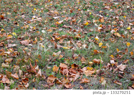 Dry yellow and orange leaves on green grass in autumn. Autumn, change of season and weather. Fallen leaves autumn maple leaves Dry yellow and orange leaves on green grass in autumn. Autumn, change of season and weather. Fallen leaves autumn maple leaves 133270251