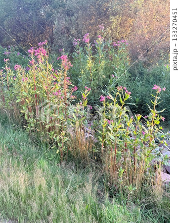 Wild flowers grass on an evening hill near the river at sunset 133270451
