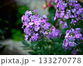 Closeup of Phlox with Lilac Blossoms on Blurred Background on a Sunny Day 133270778