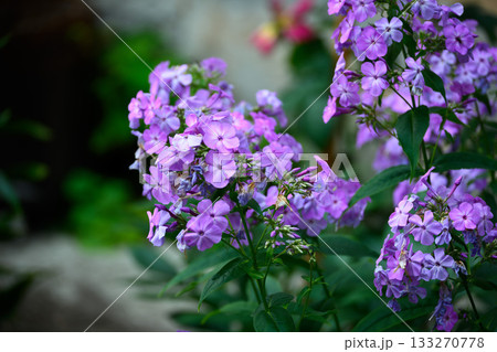 Closeup of Phlox with Lilac Blossoms on Blurred Background on a Sunny Day Closeup of Phlox with Lilac Blossoms on Blurred Background on a Sunny Day 133270778