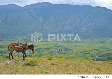 A donkey standing at the road near the village of Erind 133270813