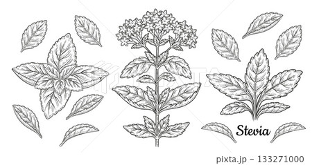 Stevia rebaudiana, mint medical plant leaves and flower branch botanical sketch. Sweet garden green herb. Diabetic sweetener, sugar substitute. Healthy diet food. Vintage engraving hand drawn vector 133271000