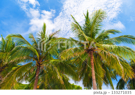 green coconuts on palm trees on background a blue sky in tropics green coconuts on palm trees on background a blue sky in tropics 133271035