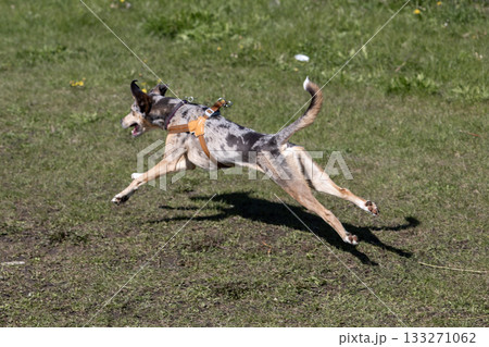 carefree spotted dog runs through green field in park. greyhound in jump. walk train pet in park. carefree spotted dog runs through green field in park. greyhound in jump. walk train pet in park. 133271062