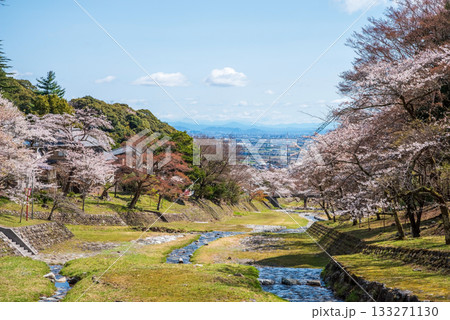 養老公園の桜 《岐阜県 養老郡 養老町》 養老公園の桜 《岐阜県 養老郡 養老町》 133271130