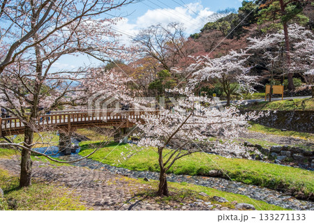 養老公園の桜 渡月橋《岐阜県 養老郡 養老町》 133271133