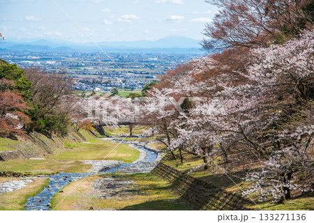 養老公園の桜 《岐阜県 養老郡 養老町》 養老公園の桜 《岐阜県 養老郡 養老町》 133271136