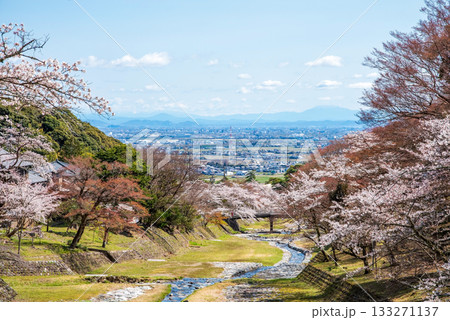 養老公園の桜 《岐阜県 養老郡 養老町》 養老公園の桜 《岐阜県 養老郡 養老町》 133271137