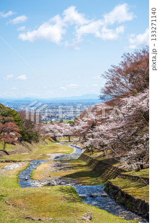 養老公園の桜 《岐阜県 養老郡 養老町》 133271140