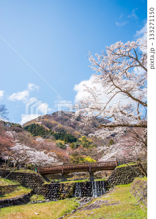 養老公園の桜 渡月橋《岐阜県 養老郡 養老町》 養老公園の桜 渡月橋《岐阜県 養老郡 養老町》 133271150