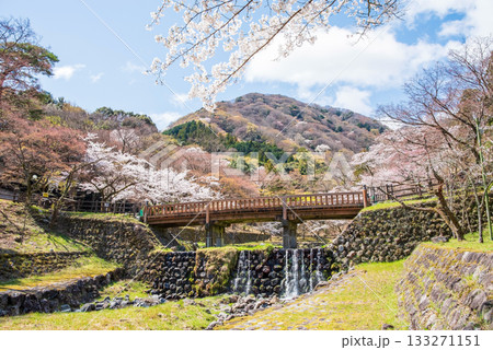 養老公園の桜 渡月橋《岐阜県 養老郡 養老町》 養老公園の桜 渡月橋《岐阜県 養老郡 養老町》 133271151
