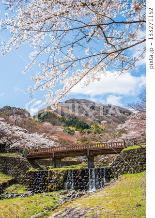 養老公園の桜 渡月橋《岐阜県 養老郡 養老町》 133271152
