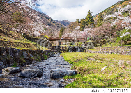 養老公園の桜 渡月橋《岐阜県 養老郡 養老町》 養老公園の桜 渡月橋《岐阜県 養老郡 養老町》 133271155