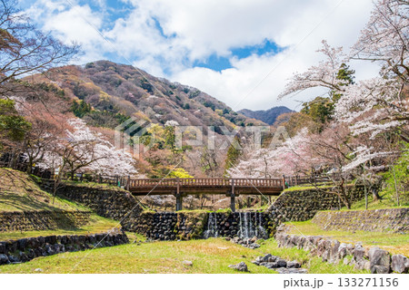 養老公園の桜 渡月橋《岐阜県 養老郡 養老町》 養老公園の桜 渡月橋《岐阜県 養老郡 養老町》 133271156