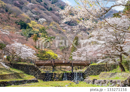 養老公園の桜 渡月橋《岐阜県 養老郡 養老町》 養老公園の桜 渡月橋《岐阜県 養老郡 養老町》 133271158