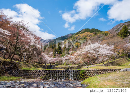 養老公園の桜 《岐阜県 養老郡 養老町》 養老公園の桜 《岐阜県 養老郡 養老町》 133271165