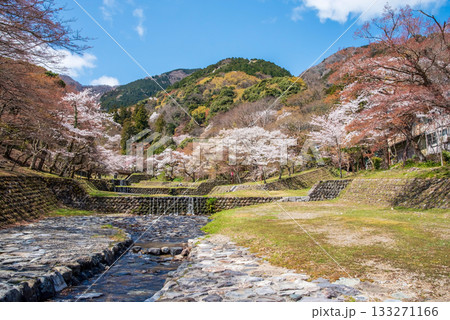 養老公園の桜 《岐阜県 養老郡 養老町》 養老公園の桜 《岐阜県 養老郡 養老町》 133271166