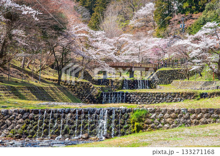 養老公園の桜 渡月橋《岐阜県 養老郡 養老町》 養老公園の桜 渡月橋《岐阜県 養老郡 養老町》 133271168